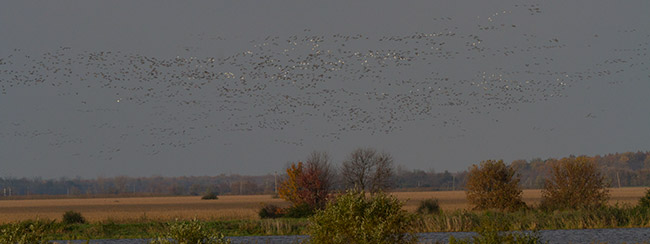 image of arriving geese
