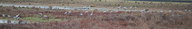 photo of sandhill cranes