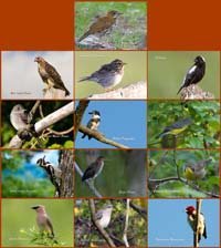 image of 2013 Bird Calendar