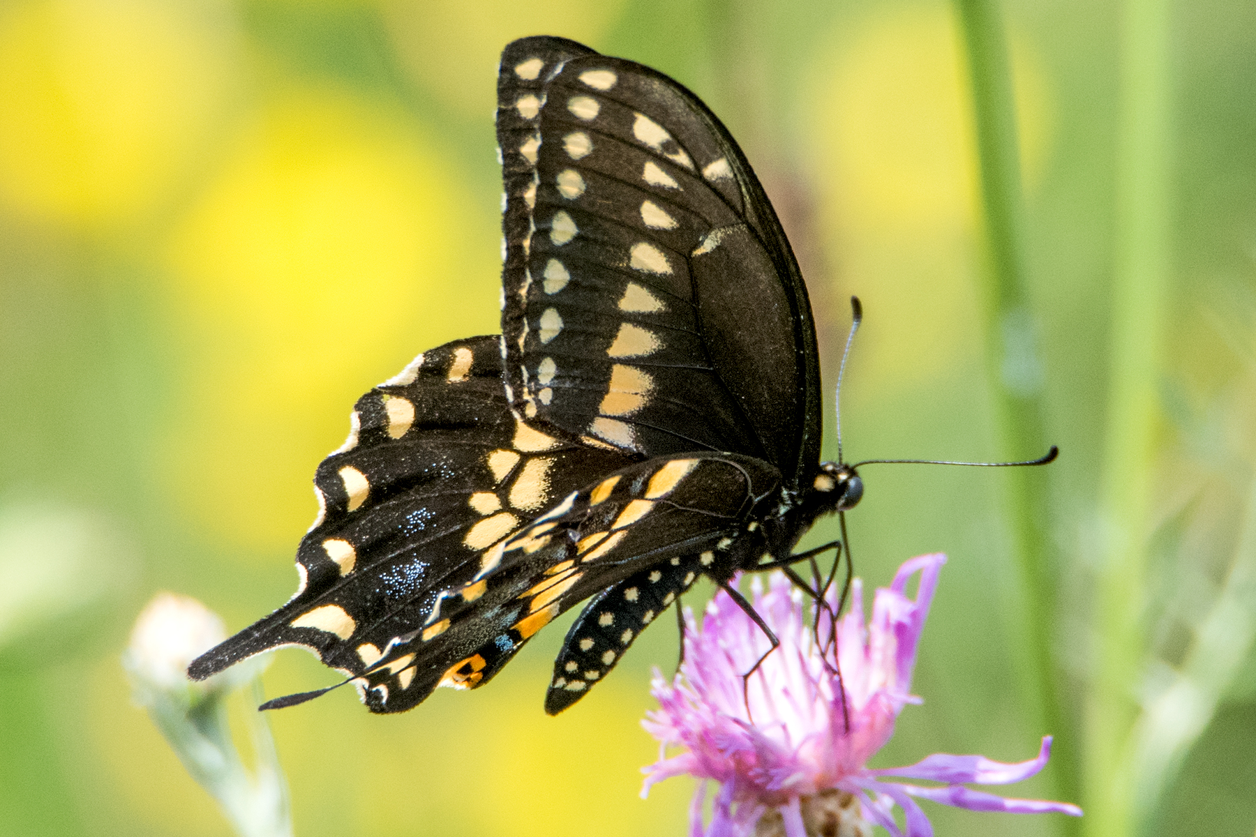 image of Black Swallowtail