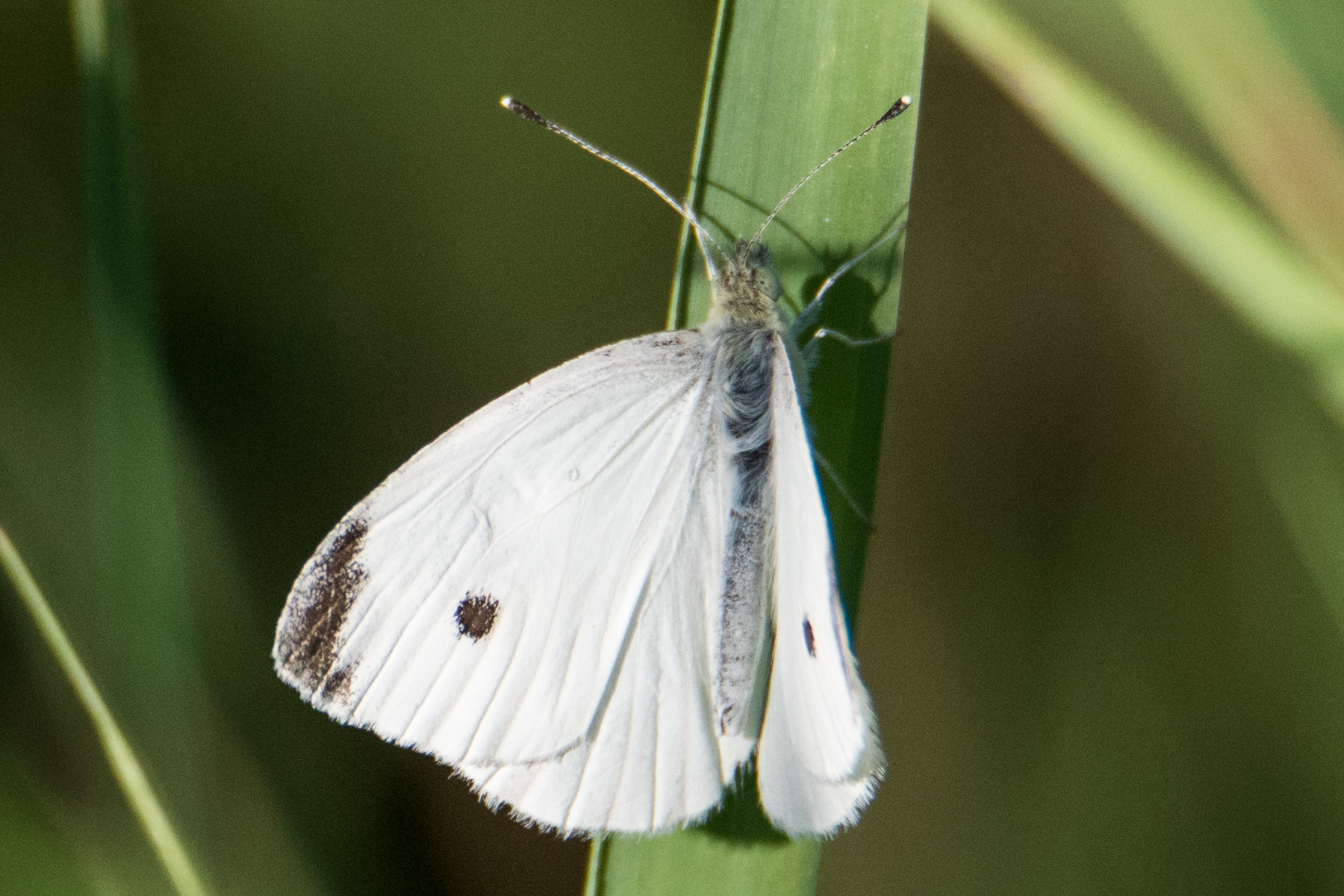 image of Cabbage White
