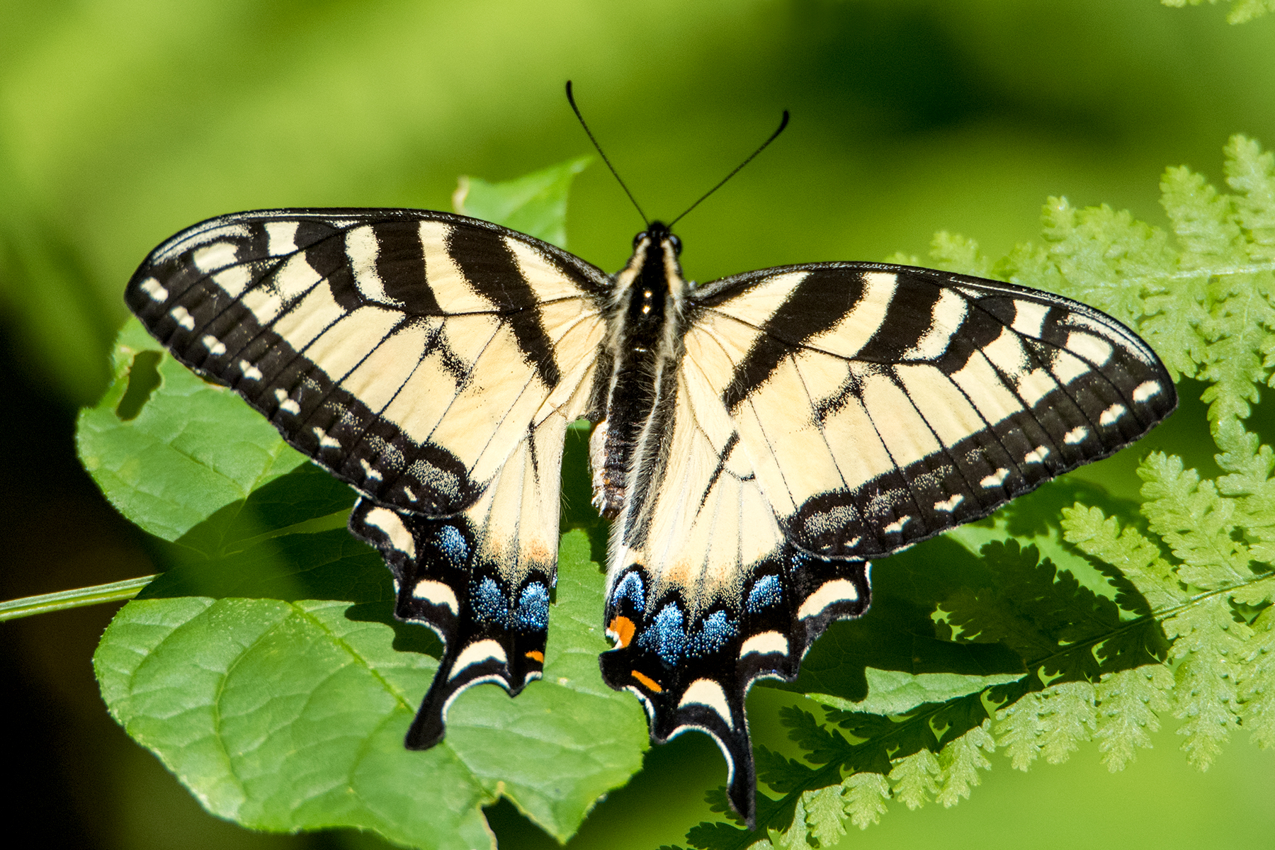 image of Eastern Tiger Swallowtail