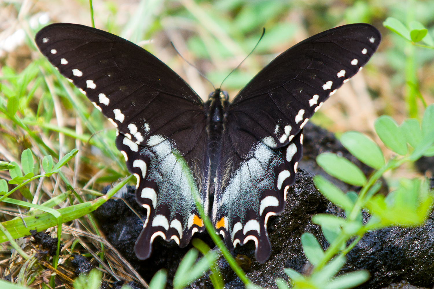 image of Spicebush Swallowtail