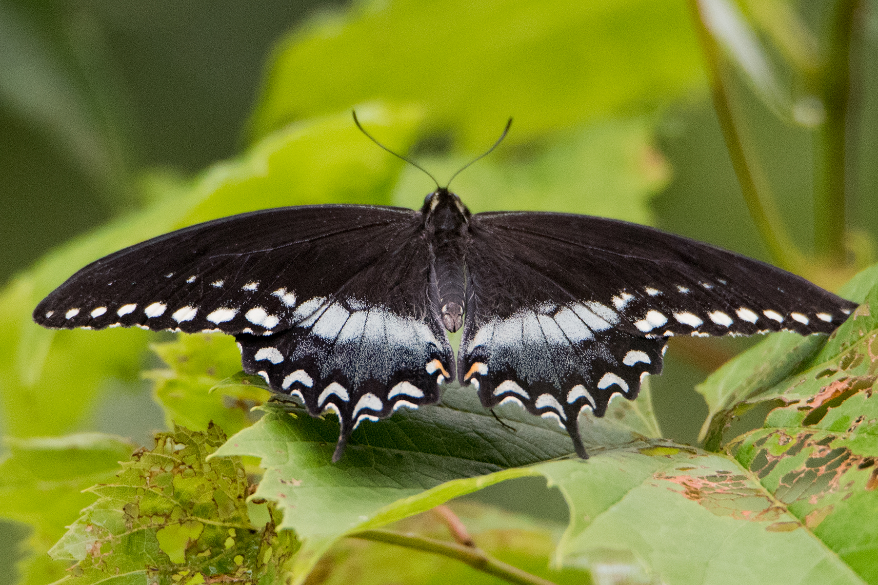 image of Spicebush Swallowtail