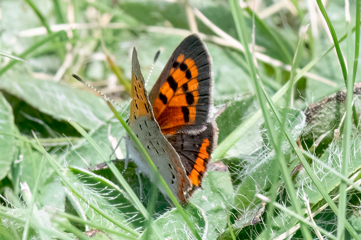 image of American Copper