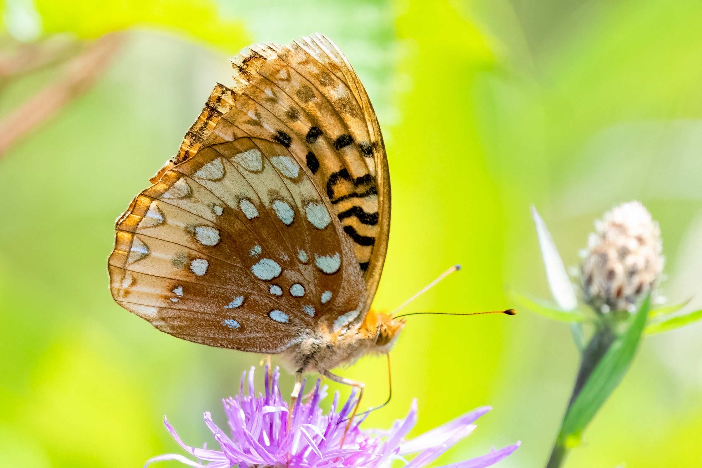 image of Great Spangled Frittilary