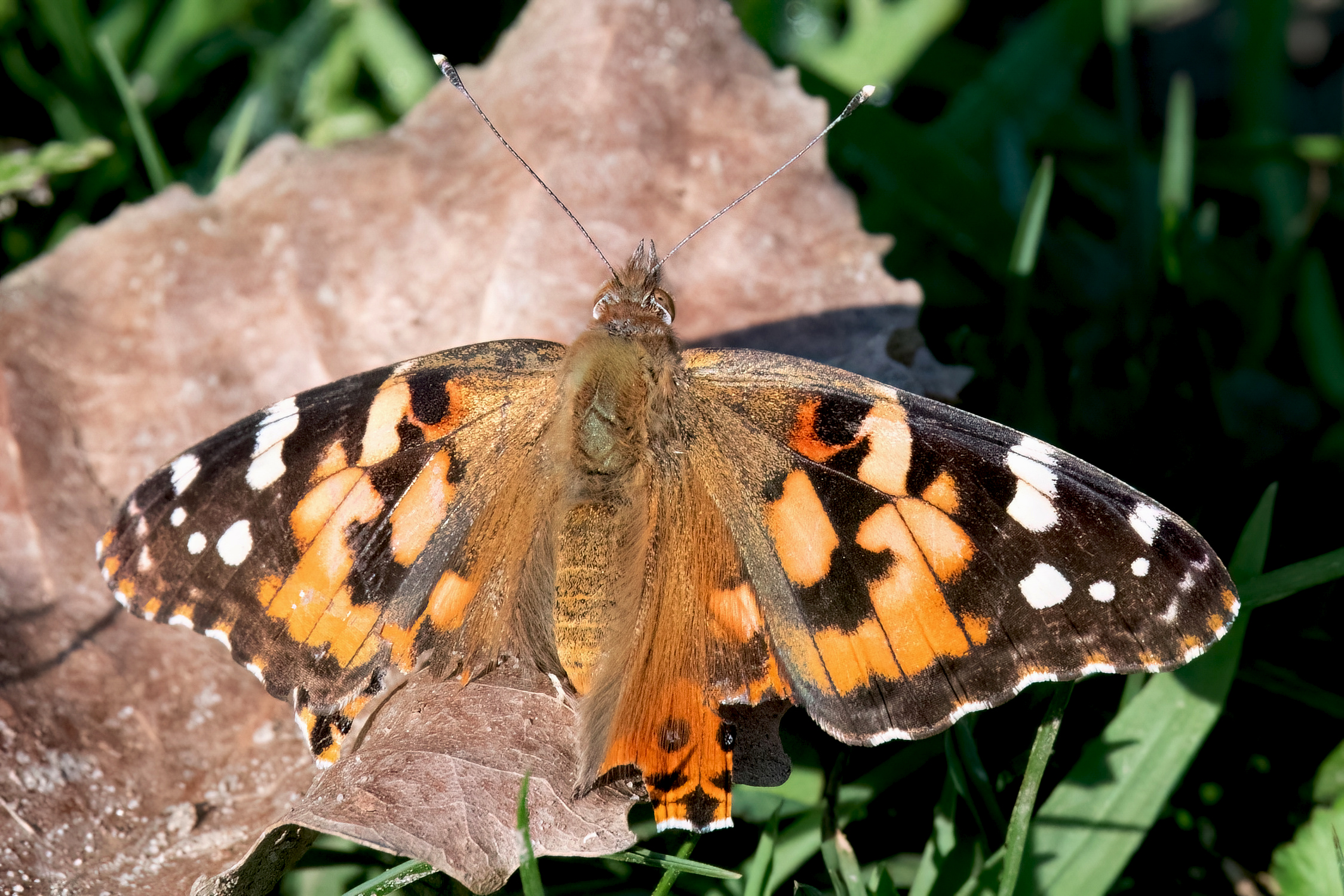 image of Painted Lady